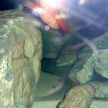 scary fish hiding at the Shinagawa Aquarium in Shinagawa, Japan 