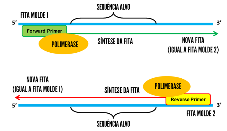 PCR 1