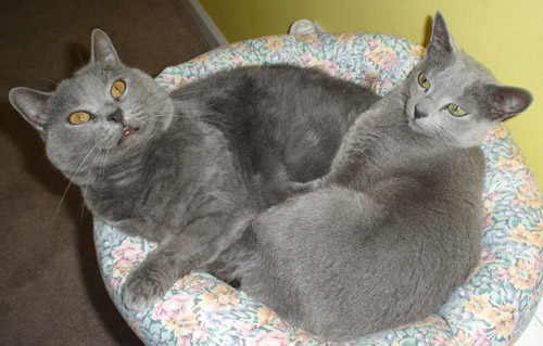 파일:external/russianblue.info/Mindy_Rosie.jpg