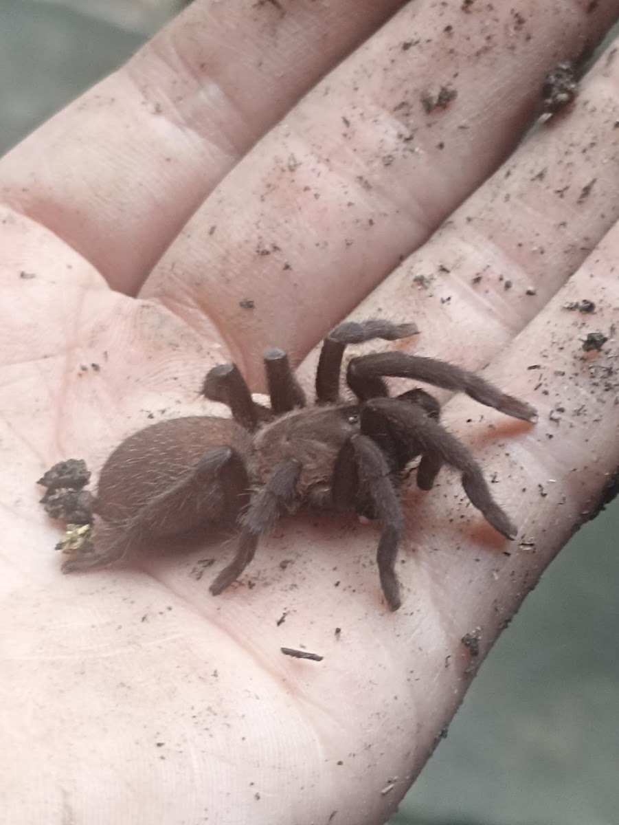 Philippine Dwarf Tarantula