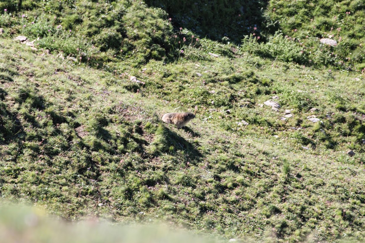 La Gardiole de l'alp IMG_0663