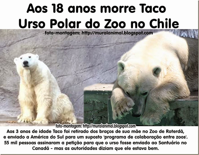 taco_urso_polar