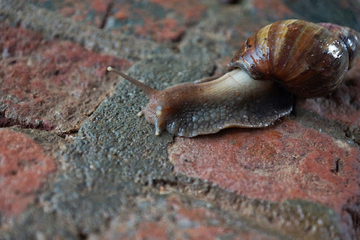 Шри-Ланка: на машине 1 100 км,  фото без комментариев, март-апрель 2013г.