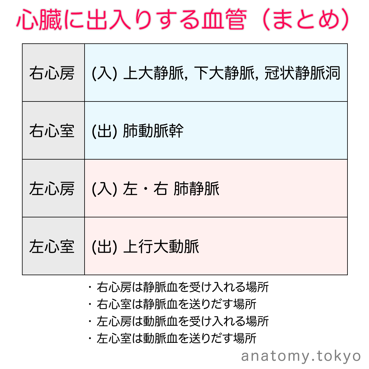 解剖学 国試演習 2 2 循環器系 心臓 徹底的解剖学