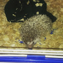 African Pygmy Hedgehog