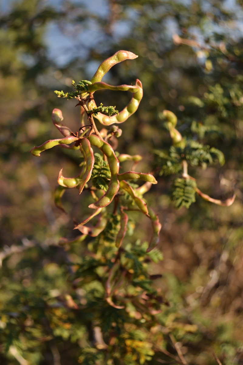 Honey Mesquite