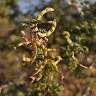 Honey Mesquite