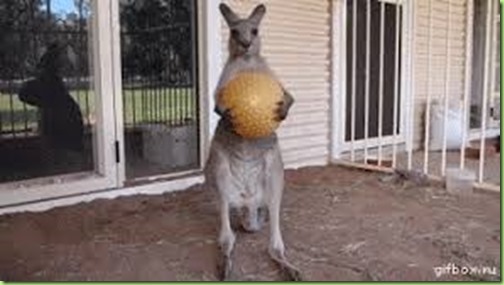 kangaroo