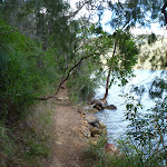 Walking track north of Apple Tree Bay (420832)