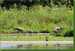 Slimbridge WWT - June