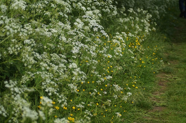 Norfolk countryside in spring