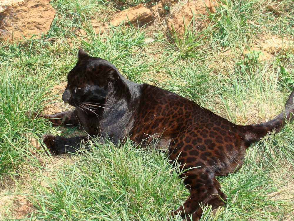 파일:external/upload.wikimedia.org/1280px-Black_leopard.jpg