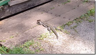 lagarto-teiu-museu-ambiental