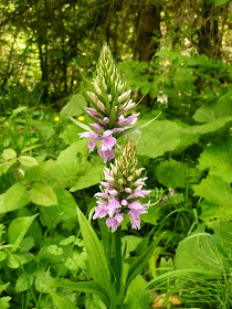 Orchis tacheté, Orchis maculata, famille: Ochidacées. Haute-Savoie, juin 2014. Orchis tachete, .JPG