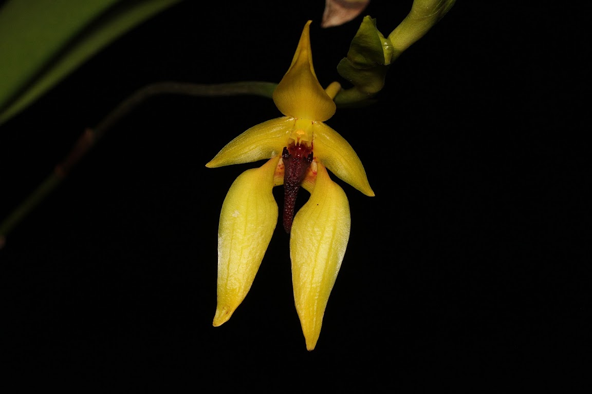 Bulbophyllum amplebracteatum subsp. carunculatum   IMG_0370_v1