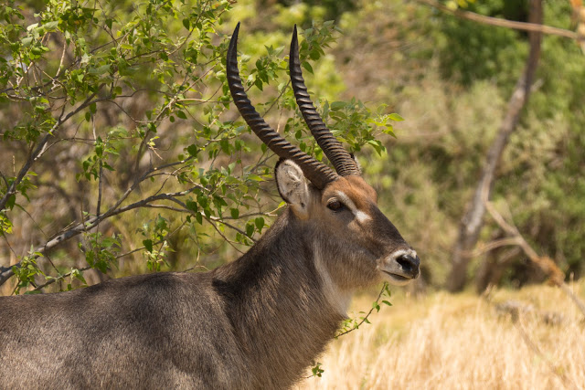 Botswana et Zimbabwe en octobre BotsZim_Oct2015_170