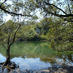 Lane Cove River from mangrove side trip (344566)