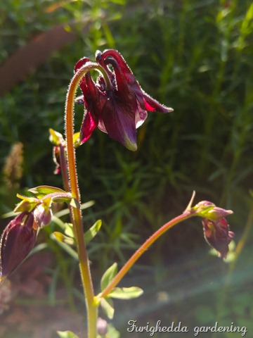 aquilegia 6