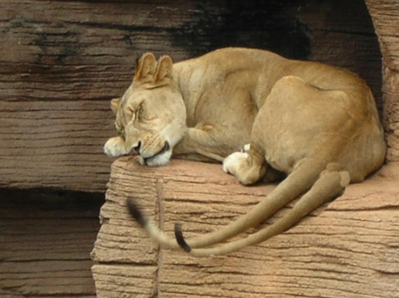 Фф sleeping lions автор litmasily