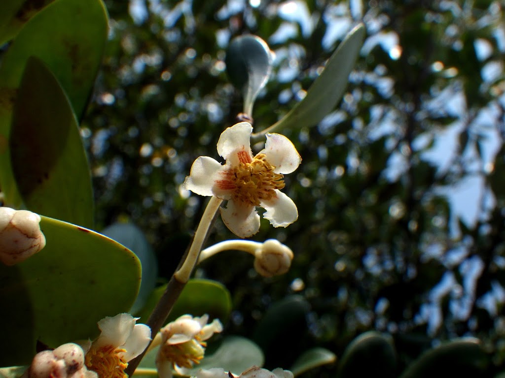 モッコク Ternstroemia Gymnanthera Familiar Flowers 2