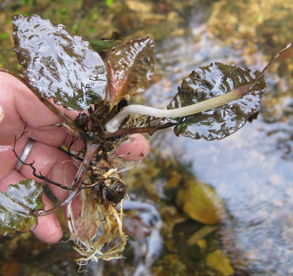 Криптокорина мелкополосатая (Cryptocoryne striolata)