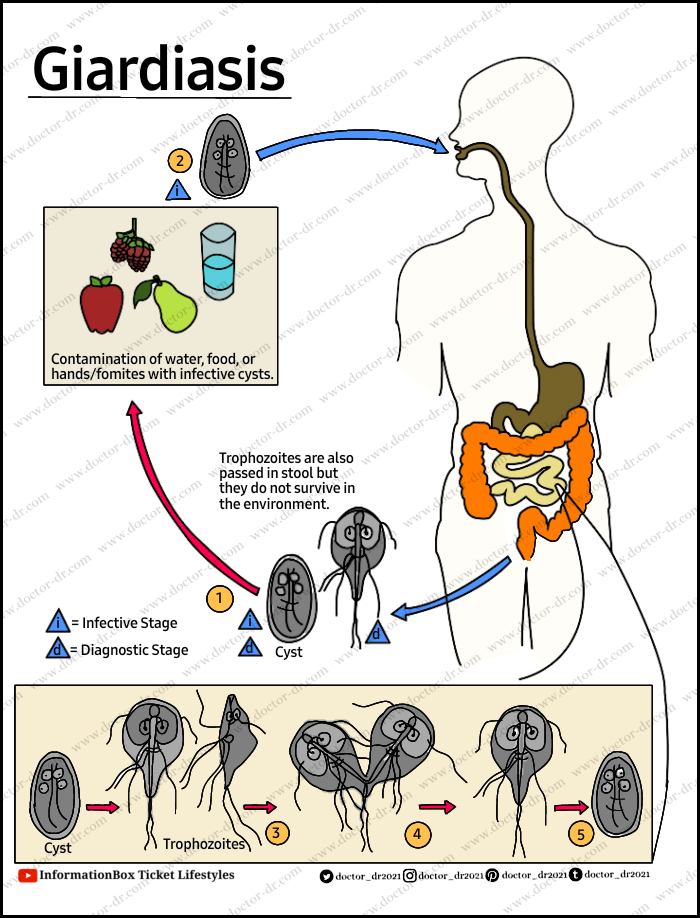 Pathogenesis of Giardia species