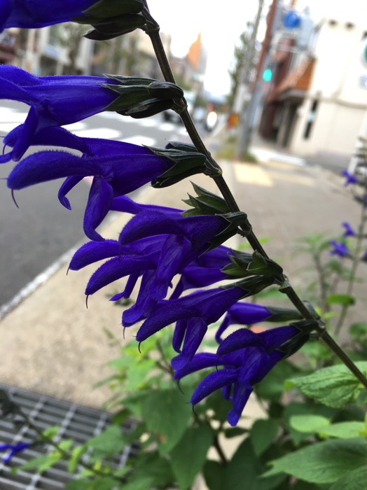 IMG_0052.JPG IMG 0052
