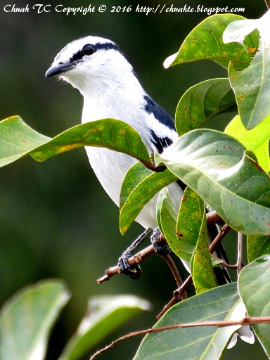 Pied Triller (click to enlarge)