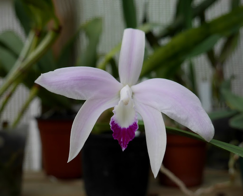 Cattleya (Laelia) perrinii f. amethystina  P1060743