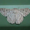 Red-lined Geometrid Moth