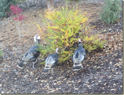 Timber Valley RV Deer Turkeys our site