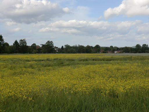 CIMG8425 Water meadows, Godalming