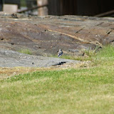 Vogeltje bij het hotel.