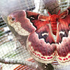 Promethea moth