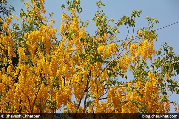 Garmalo AKA Amaltas, Cassia fistula, Golden Shower Tree, Bandar Lathi, Bahava, Sunari, Aragvadha, Chaturangula, Kritamala, Suvarnaka