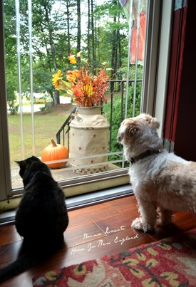 fall front door pets