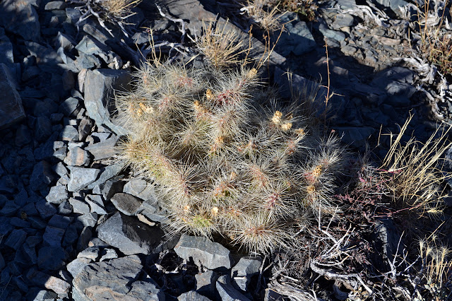 cactus beside the trail