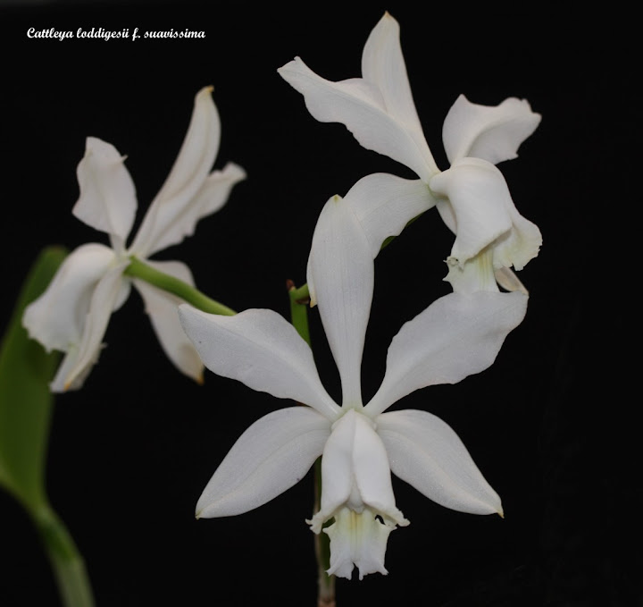 Cattleya loddigesii f. suavissima IMG_8779B%252520%252528Large%252529