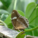 Jacintha Eggfly