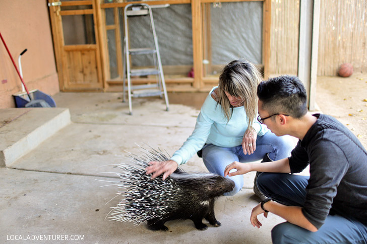 African Brush-Tailed Porcupine at Roos and More Zoo Near Las Vegas.