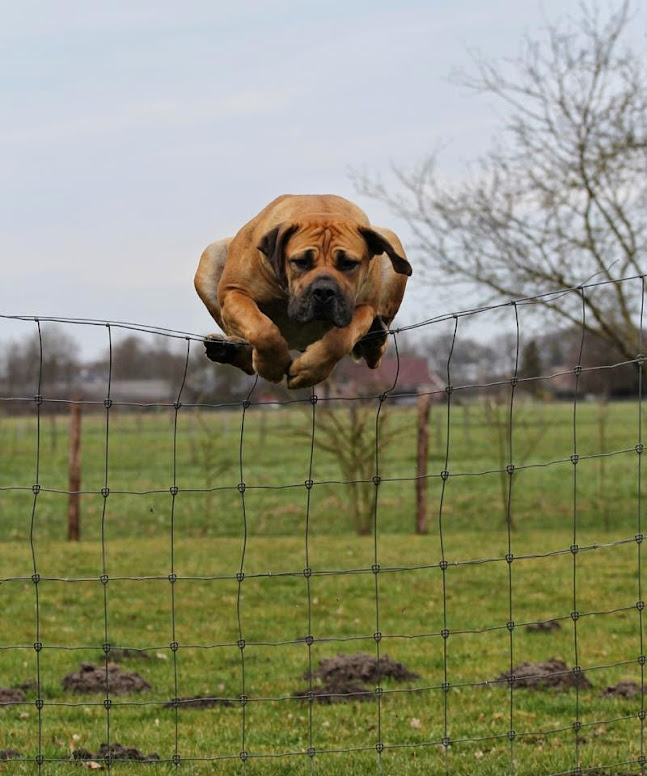 Pollwhich Dog Breed Would You Pick Mastiff Forum