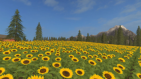 파일:external/media.farming-simulator.com/fruit-sunflower1.jpg