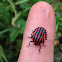 Italian Striped Bug