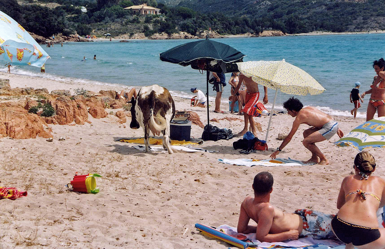 Invasione in spiaggia...!!! di Francesca Malavasi