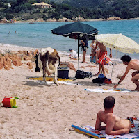 Invasione in spiaggia...!!! di Francesca Malavasi