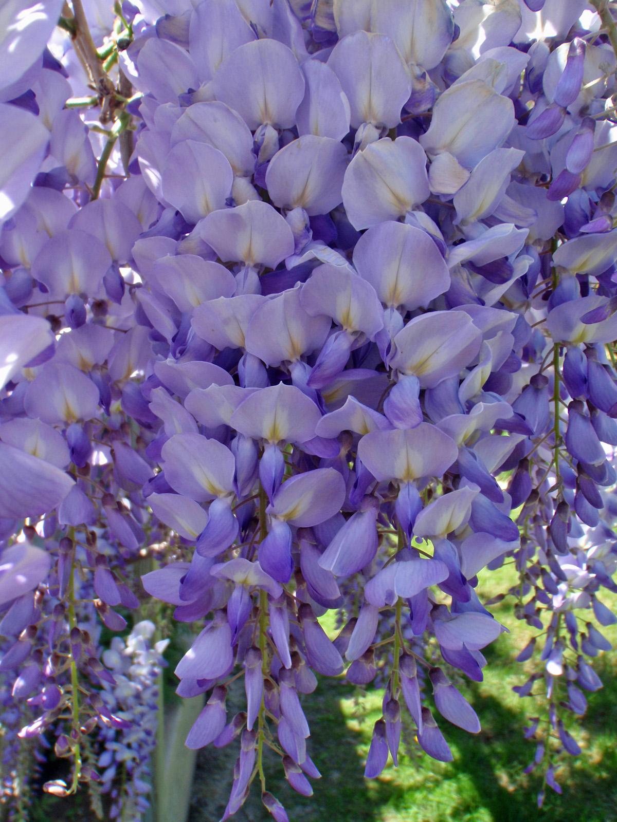 wisteria wedding color scheme