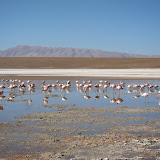 Flamingos actually exist outside Florida lawns... and these live at 4000m/13,200ft