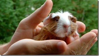 Comportamento cavia - 2