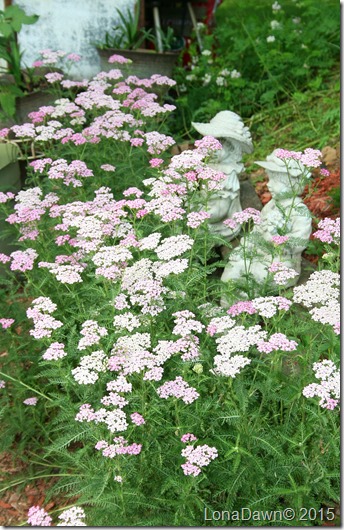 Achillea Oretelas Rose