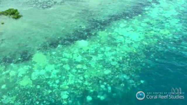 Aerial view of bleached coral in the Great Barrier Reef. This aerial survey in March 2016 found 95 per cent bleached coral off Cape Grenville in north Queensland. Photo: ARC Centre of Excellence Coral Reef Studies